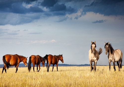 Kazakhstan-Ecotourism-Resource-Center