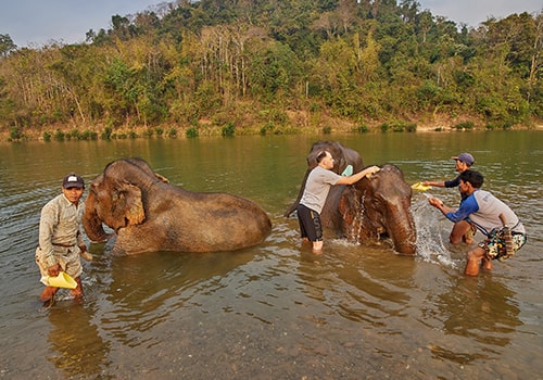 Laos - Elephant village