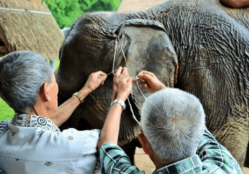 Laos - Elephant village