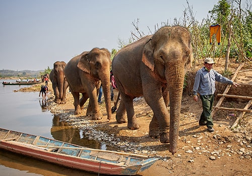 Laos - Elephant village