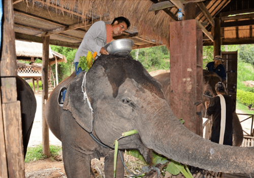 Laos - Elephant village