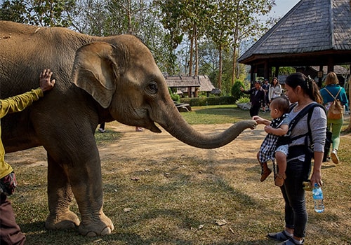 Laos - Elephant village