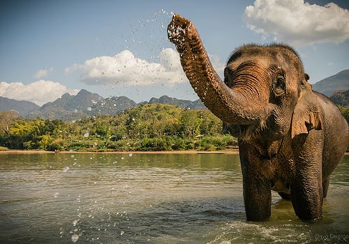 Laos - Elephant village