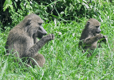 One Village Tours Uganda