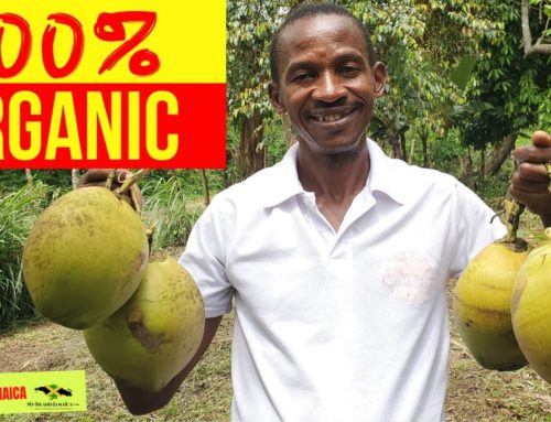 This Man Is Reshaping The Farm and Tourism Landscape In Jamaica